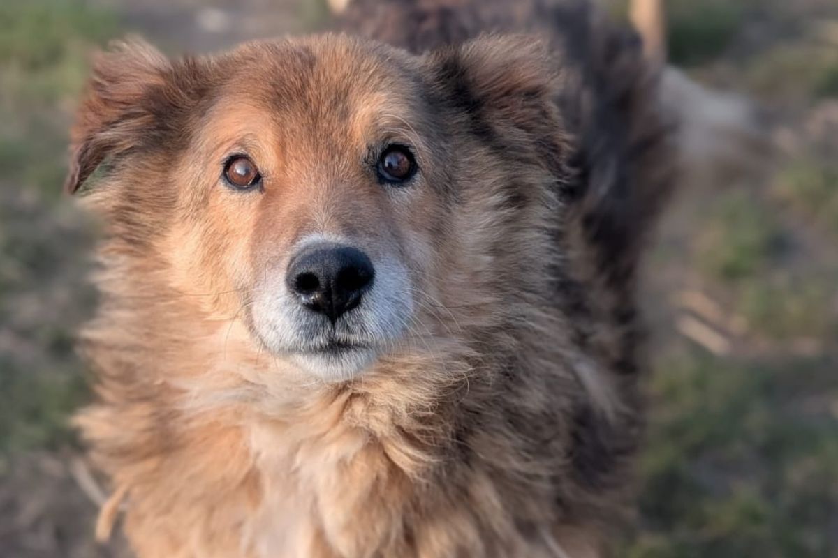 Team Pfotenhilfe Mogli